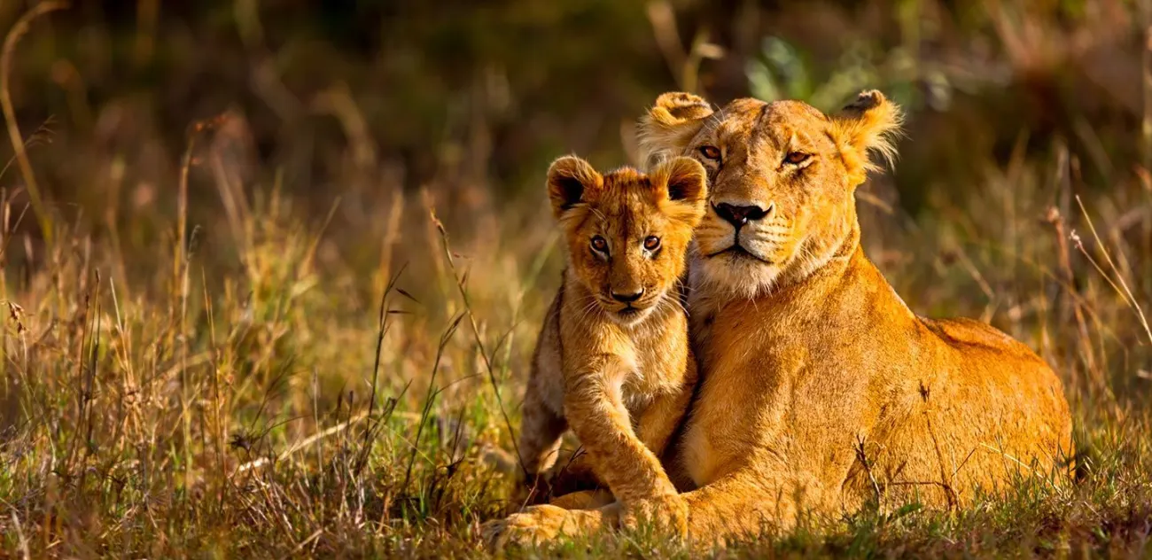 Masai Mara Kenya National Park